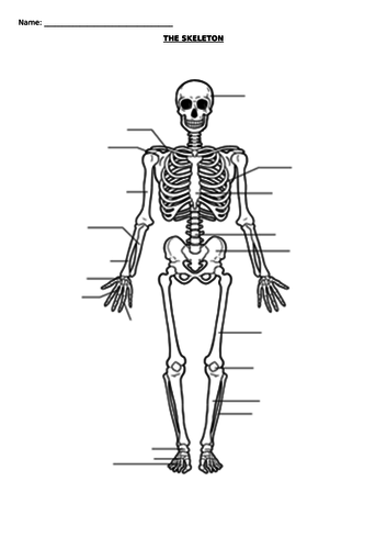 THE SKELETON - BLANK DIAGRAM | Teaching Resources