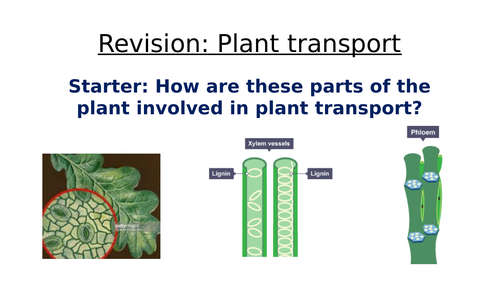 Plant transport revision AQA 9-1 GCSE