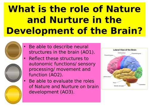 Early Brain Development - NEW AQA GCSE PSYCHOLOGY (1-9)