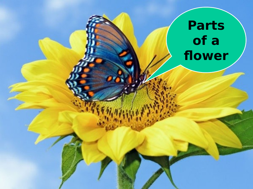 Parts of a Flower - PowerPoint - Price Reduced