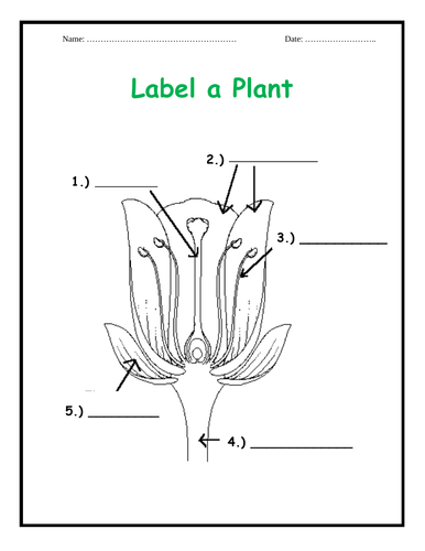 Label parts of a plant - 3 worksheets