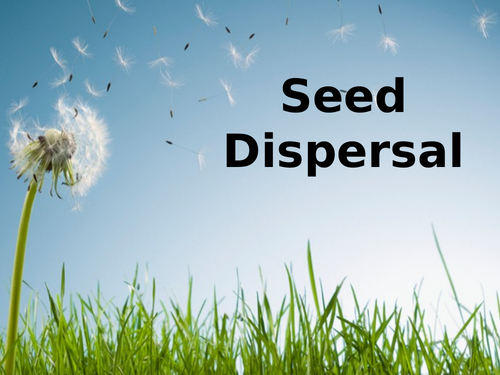 Seed Dispersal - PowerPoint