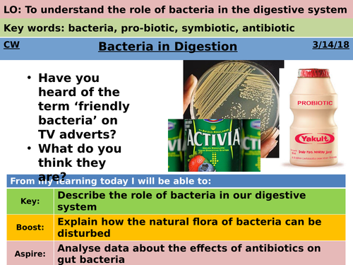 Bacteria In Digestion | Teaching Resources