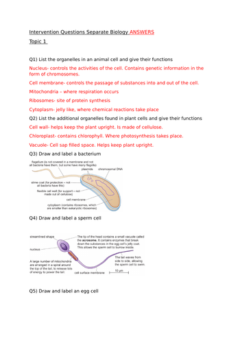 Biology Edexcel GCSE 1-9 Paper 1 revision questions and answers