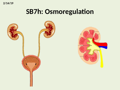 SB7h Osmoregulation