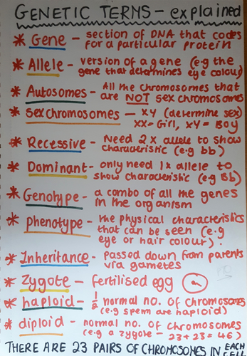 GCSE Biology - Genetic terms, explained