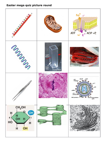 AQA AS / Year 12 Biology quiz