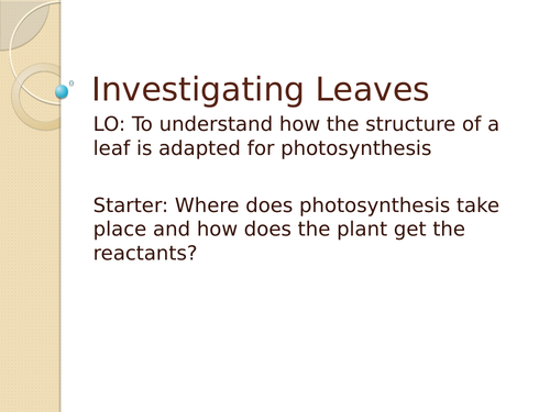 Investigating Leaves