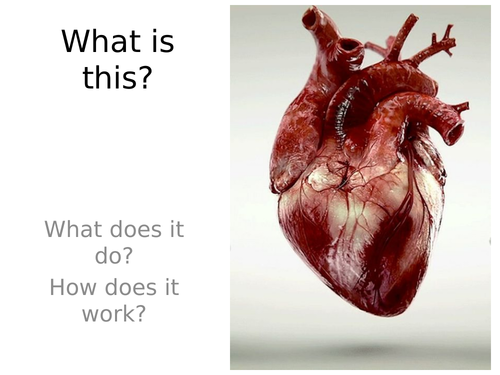 The Cardiovascular System