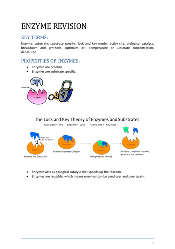 GCSE Biology Edexcel - Enzymes