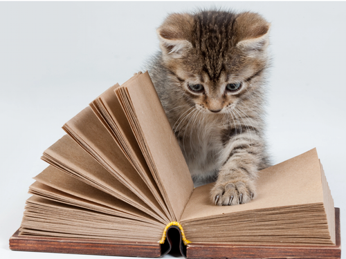 Descriptive Writing - Ambitious Vocabulary