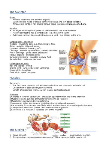 BIO Alevel (Edexcel SNAB) Revision Notes - Topic 7- Run for your life