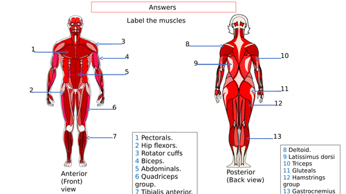 Answer for muscles quiz