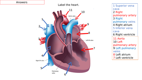 Answers to the heart quiz