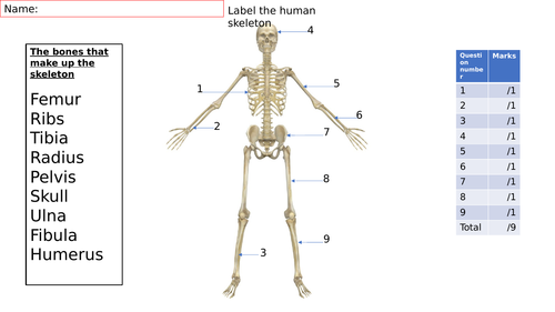 Label the major bones of the skeleton.