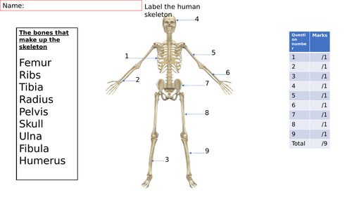 Label the major bones of the skeleton. | Teaching Resources