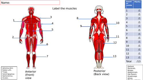 Lesson starter on the major muscles of the body.