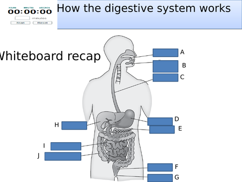 Topic 2 Enzymes and digestion AQA trilogy
