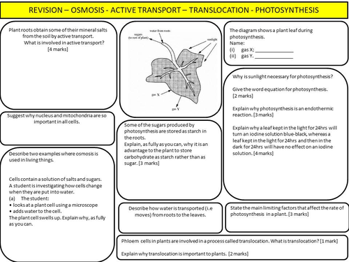 REVISION – OSMOSIS - ACTIVE TRANSPORT – TRANSLOCATION - PHOTOSYNTHESIS