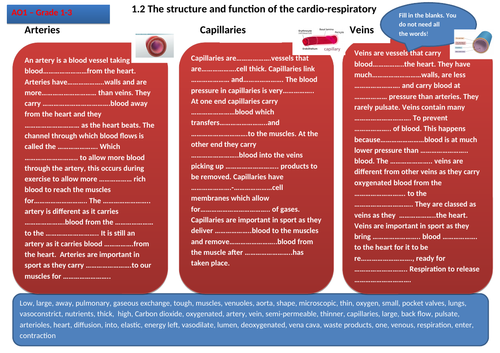 2.1 Edexcel GCSE PE Cardio-respiratory system