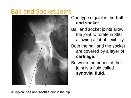 Skeleton joints