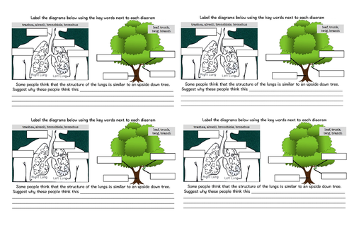 KS3 Smoking, Asthma and Gas Exchange