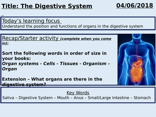 GCSE Biology - The Digestive System | Teaching Resources