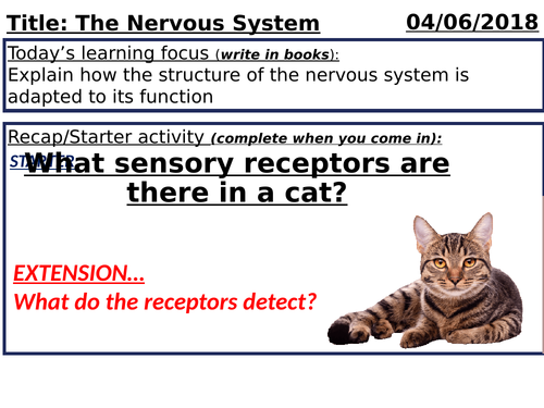 GCSE Biology - The Nervous System