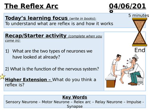 GCSE Biology - Reflex Arc