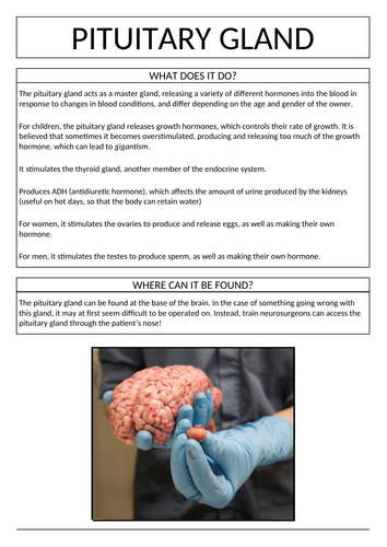 Parts of the Endocrine System - Poster Carousel