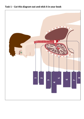 KS3 - Breathing and Respiration SOW