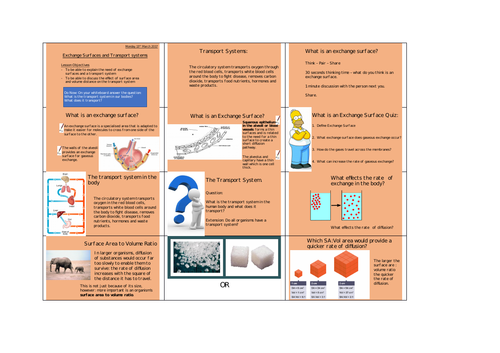 Exchange Surfaces and Transport systems