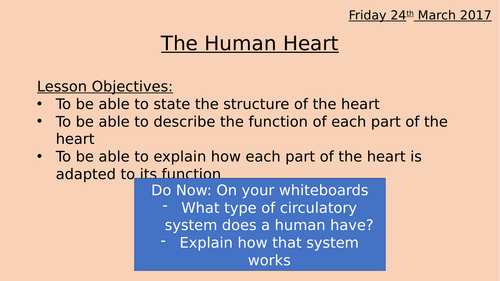 The Human Heart