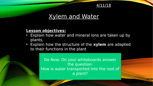 Xylem and Water