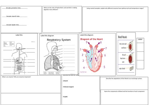 Organization Digestive Respiratory and Circulatory Systems Questions Mat