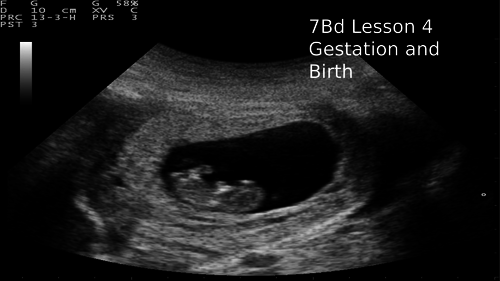 7B Reproduction: 7Bd Gestation and Birth from Exploring Science