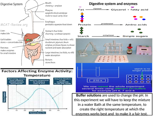 Organization...Digestive Respiratory and Circulatory System Revision MATs and Questions MATs