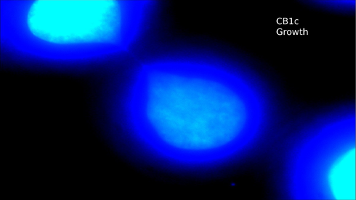 B1c Growth and Mitosis GCSE with ELC 2016