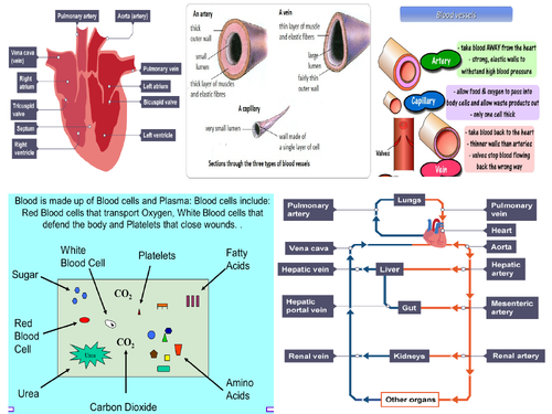 Non-Communicable Disease Revision Mat and Question Mat 9-1 Biology  AQA