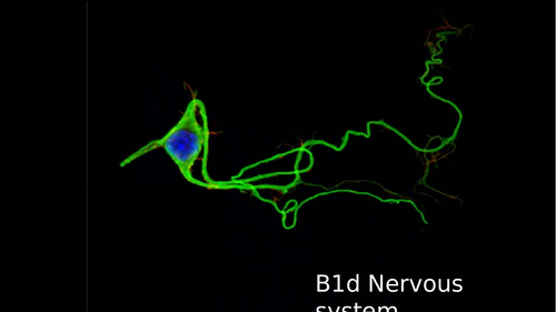 B1d The Nervous System GCSE with ELC 2016