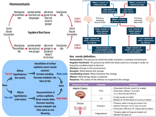 Nervous and Hormonal Systems-Revision MAT and Questions MAT 9-1