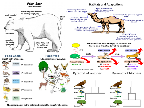 Ecology Adaptations and Environment Revision MAT and Question MAT