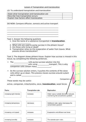 CB6d Transpiration and Translocation worksheet