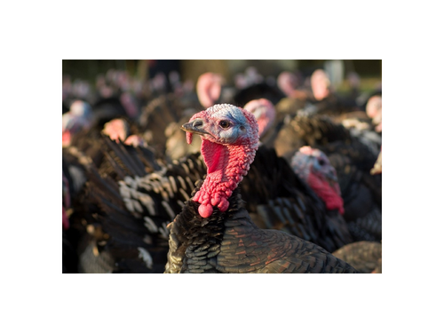 Common Collective Nouns