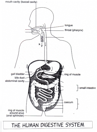 the digestive system for new spec