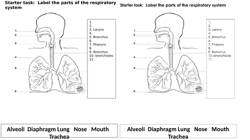 respiratory system new spec