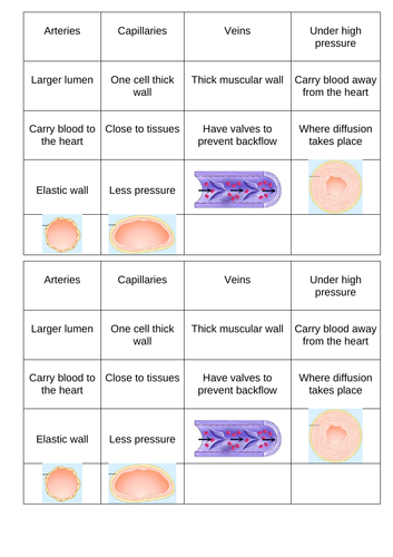blood vessels new spec
