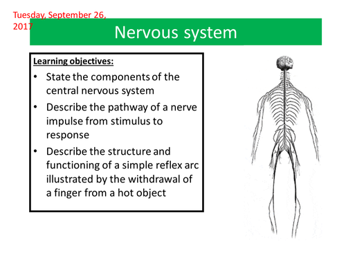 Nervous system new spec