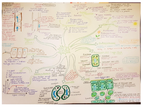 CB6, Revision Mindmap, Edexcel 'Plants and their Functions'