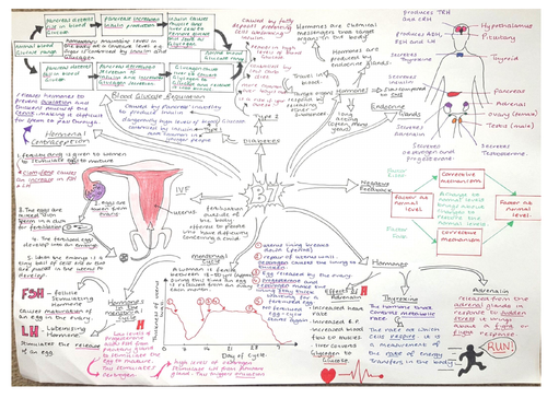 CB7, Revision Mindmap, Edexcel 'Animal Coordination and Control' | Teaching  Resources